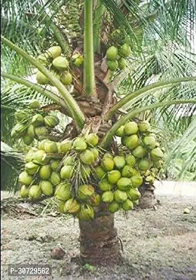 Ukanda Coconut Plant Gardens Dwarf Rare Hybrid Green Coconut Plant Short Time Fruit Plant (1 Healthy Live Plant)-thumb0