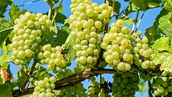 Ukanda Grapes Plant Grapes Sweet Hybrid Plant (Pack Of 4) BG-6-thumb1