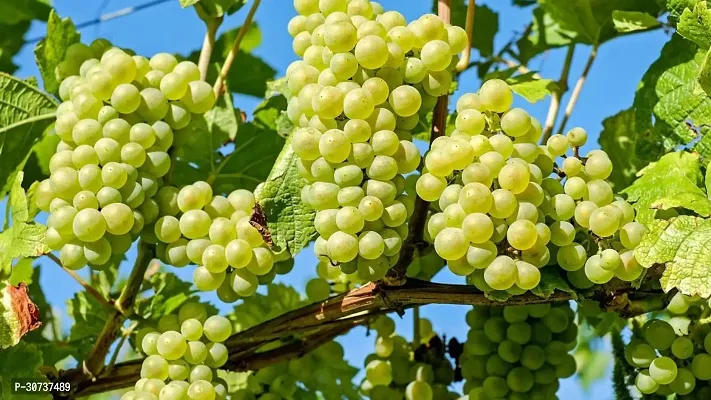 Ukanda Grapes Plant Grapes Sweet Hybrid Plant (Pack Of 4) BG-6-thumb2