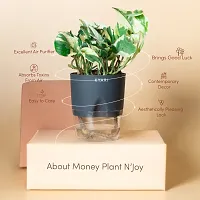 Ukanda Money Plant Live Money Plant NJoy | Grey Self-Watering Pot | Pothos | Marble Prince Decor-thumb1