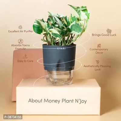 Ukanda Money Plant Live Money Plant NJoy | Grey Self-Watering Pot | Pothos | Marble Prince Decor-thumb2