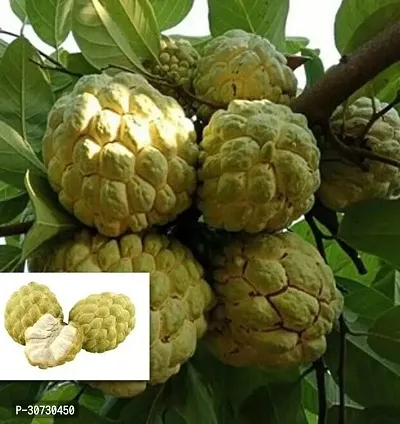 Ukanda Custard Apple Plant Custard Apple Balanagar Green Sugar Apple Sitafal Ata Fruit Grafted Live PlantsTree(1-1.5 Ft Size)-thumb0