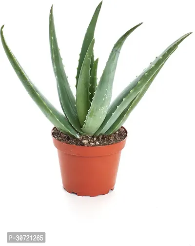 Ukanda Aloe Vera Plant Aloe vera-d-thumb0