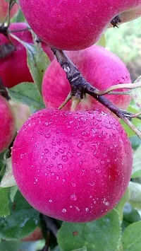 Ukanda Apple Plant Kashmiri apple-5-thumb1