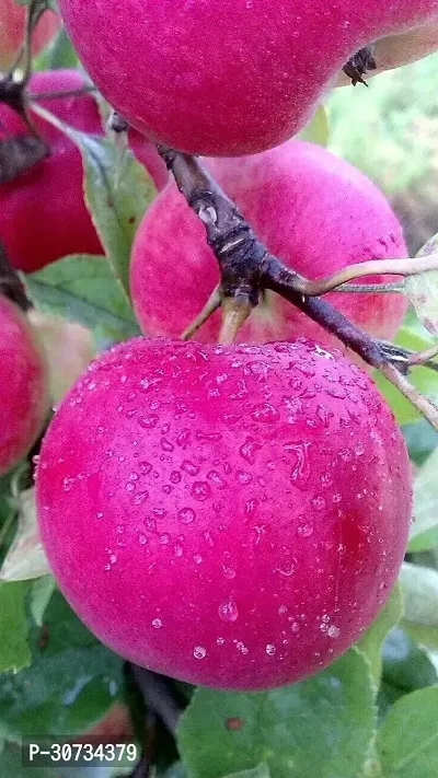 Ukanda Apple Plant Kashmiri apple-5-thumb2