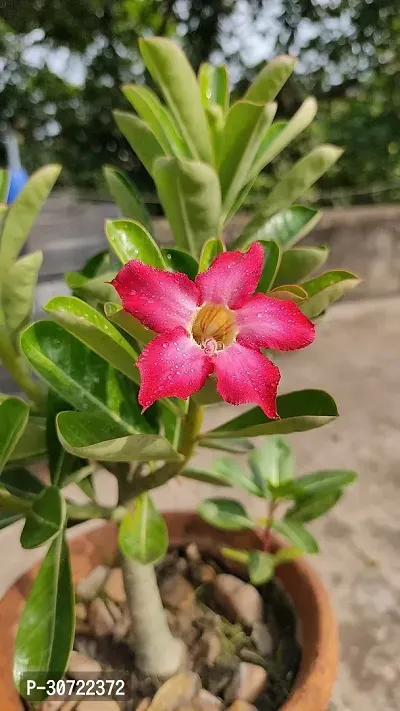 Ukanda Adenium Plant ADENIUM PLANT AAWW45-thumb2