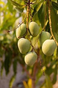 Ukanda Mango Plant RawSweet MangoKacha Mithe-thumb1