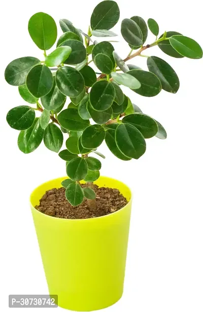 Ukanda Ficus Plant Ficus Plant with Pot-thumb0