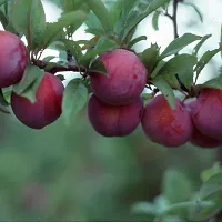 Ukanda Aloo BukharaPlum Plant Aloo Bukhara Plum Fruit Red 05-thumb2