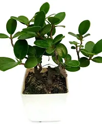 Ukanda Ficus Plant Ficus bosai plant for home and garden decoration with pot-thumb1