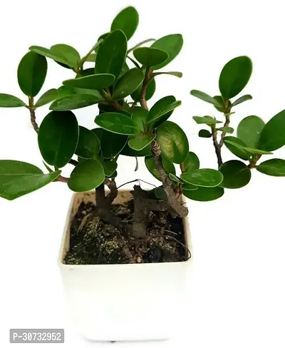 Ukanda Ficus Plant Ficus bosai plant for home and garden decoration with pot-thumb2