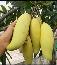 Ukanda Mango Plant Thai Banana mango plant, Hybrid (Grafted)-thumb1