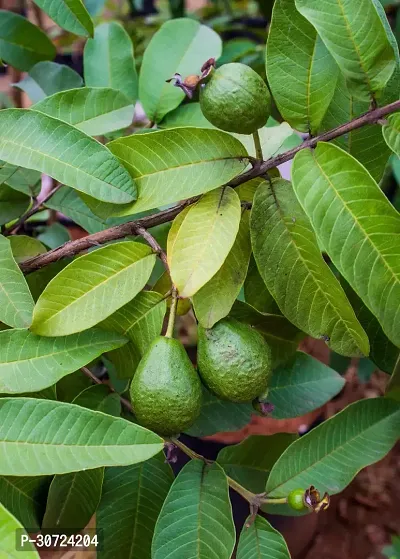 Ukanda Guava Plant Live Guava Fruit Plants-thumb0