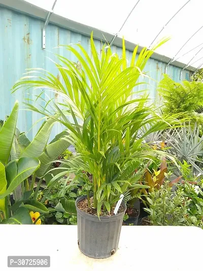 Ukanda Areca Palm Areca Palm Plant B3-thumb0