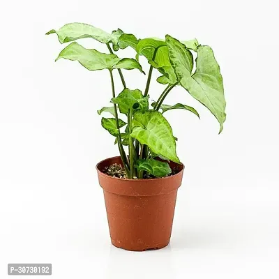 Ukanda Syngonium Plant Syngonium Plant NN16-thumb2