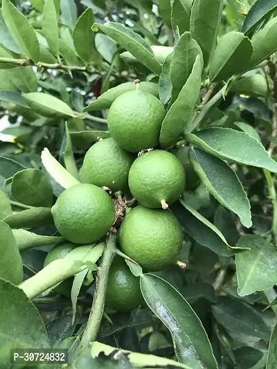 Ukanda Lemon Plant Sweet Lemon Plant (Mosambi)-thumb0