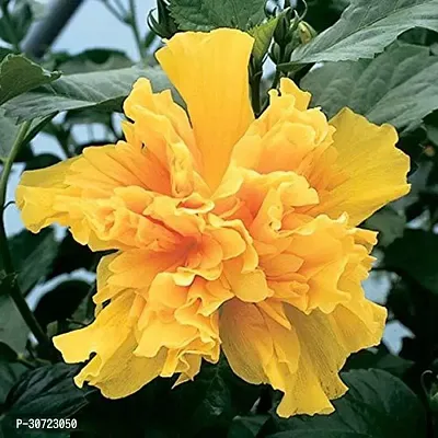 Ukanda Hibiscus Plant HibiscusYellow Double Gudhal Flower Plant-thumb0