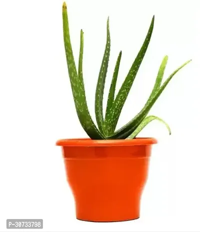 Ukanda Aloe Vera Plant ALO25-thumb0