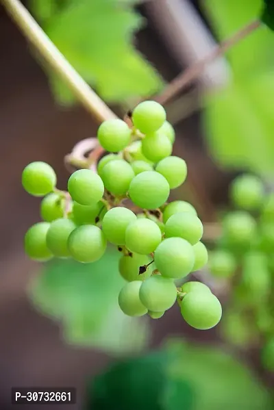 Ukanda Grapes Plant Air Layered GrapesAngoor live Plant CF45111