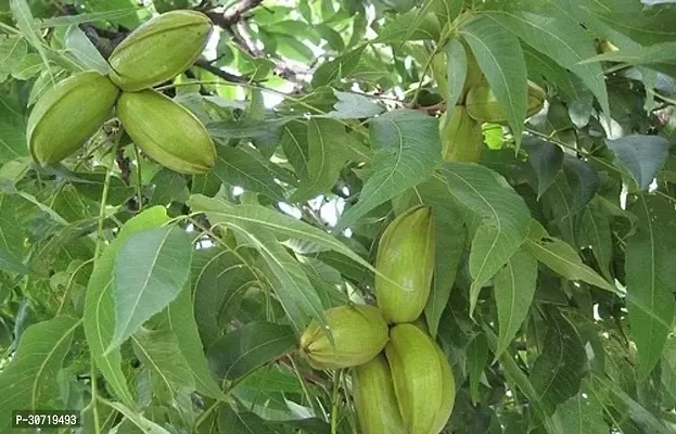 Ukanda Peanut Plant Pecan plants indoor-thumb0