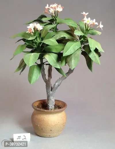 Ukanda Plumeria Plant Plumeria Plant a151-thumb0