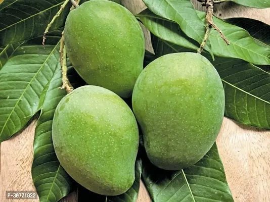 Ukanda Mango Plant Imam Pasand Hybrid Mango PlantIG942-thumb0