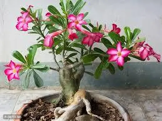 Ukanda Adenium Plant Adenium plant twe-thumb0