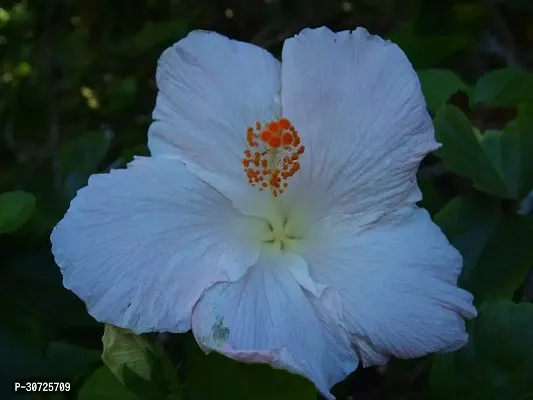 Ukanda Hibiscus Plant white hibiscus028-thumb0