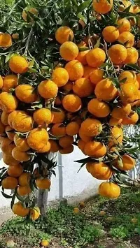 Ukanda Orange Plant Hybrid orange plant99-thumb1