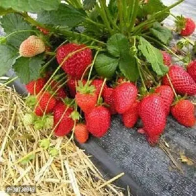 Ukanda Strawberry Plant Strawberry Fruit IndoorOutdoor Plant Seed-thumb0