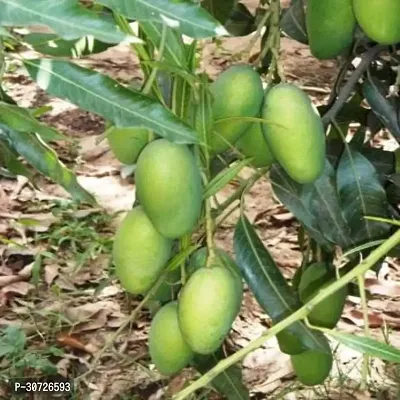 Ukanda Mango Plant Fazli Mango Hybrid Plant For Outdoor Garden-thumb0