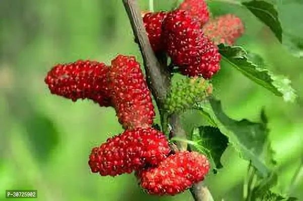 Ukanda Berry Plant MULBERRY PLANT FG-thumb0