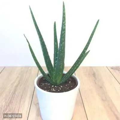 Ukanda Aloe Vera Plant Aloe Vera Lily of The Desert_14-thumb0