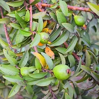 Ukanda Guava Plant Mini Guava live fruit plant with Plastic Bag-thumb1