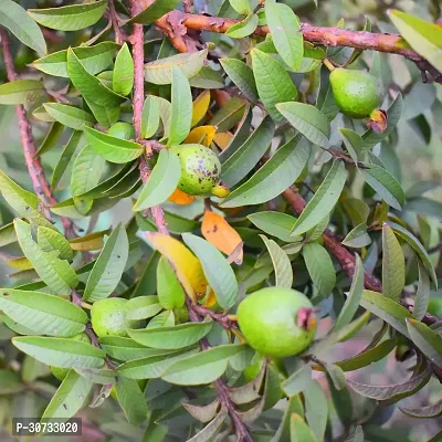 Ukanda Guava Plant Mini Guava live fruit plant with Plastic Bag-thumb2