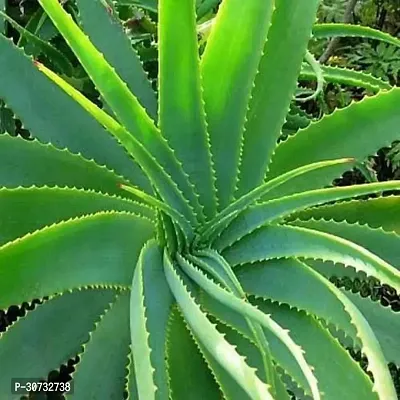 Ukanda Aloe Vera Plant Aloe Vera Plant-thumb0