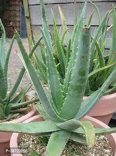 Ukanda Aloe Vera Plant Hybride Aloevera Plant-thumb3