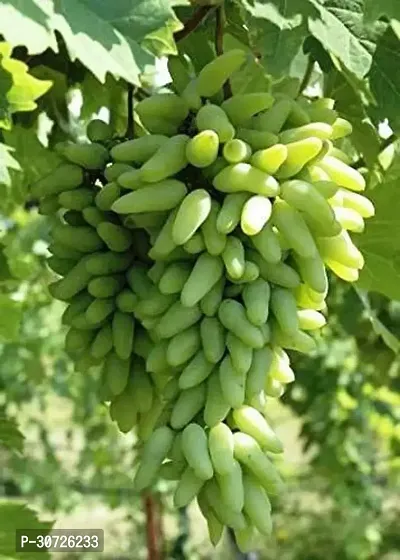 Ukanda Grapes Plant GREEN GRAPES PLANT-11-thumb0