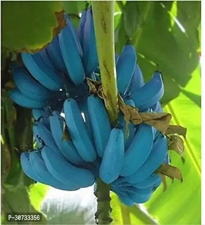 Ukanda Banana Plant Blue Banana Plant-thumb0