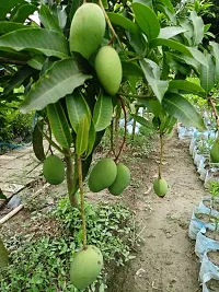 Ukanda Mango Plant All Time Katimon Mango Plant-am02-thumb2