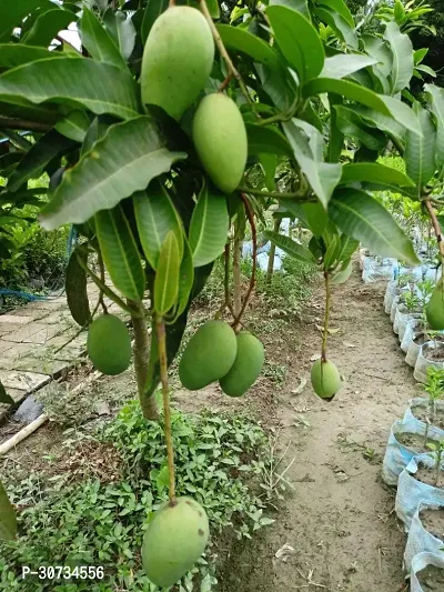 Ukanda Mango Plant All Time Katimon Mango Plant-am02-thumb3