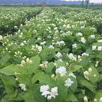 Ukanda Jasmine Plant Arabian Jasmine Malli Bela Motiya Mogra Kodi mulli Jati pushpa Jasminum sambac Living Plant-thumb2