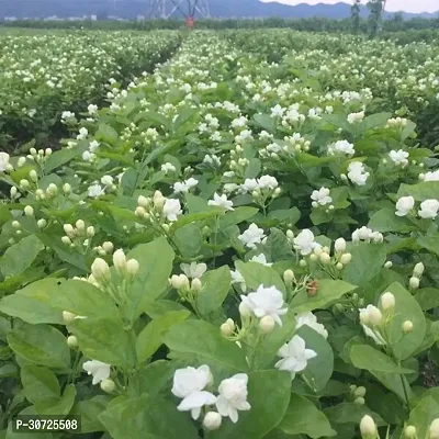 Ukanda Jasmine Plant Arabian Jasmine Malli Bela Motiya Mogra Kodi mulli Jati pushpa Jasminum sambac Living Plant-thumb3