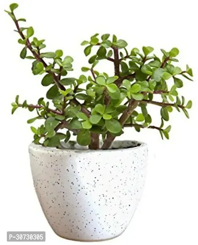 Ukanda Jade Plant ZoomPlant-558-thumb0