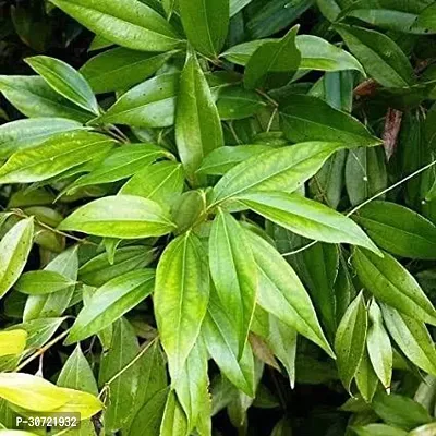 Ukanda Bay Leaf Plant TG01-thumb0