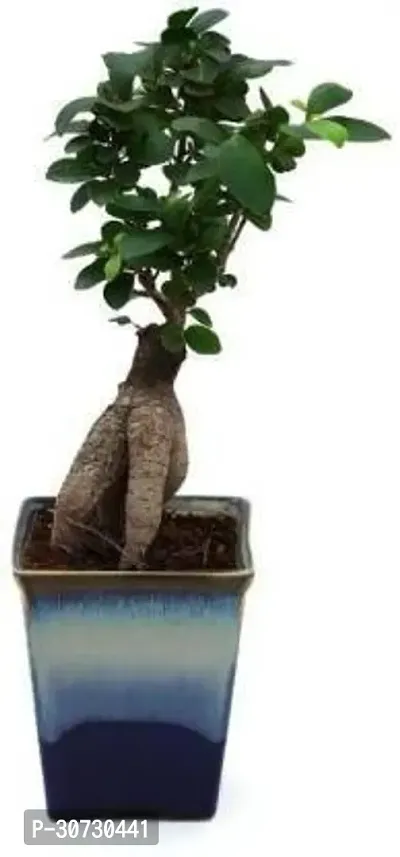 Ukanda Ficus Plant GREEN091536-thumb0