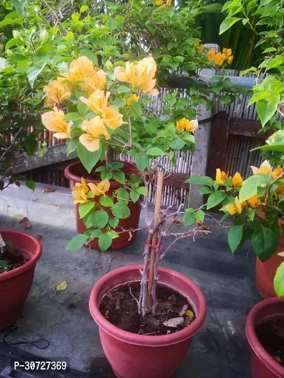 Ukanda Bougainvillea Plant bougainvillea plant 30041-thumb0