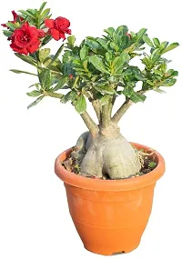 Ukanda Adenium Plant Thai Adenium Double flower-thumb2