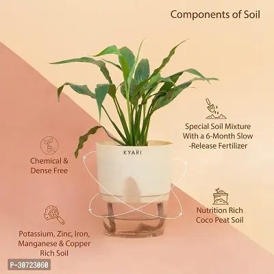 Ukanda Peace Lily Plant Peace Lily Live Plant Self-Watering Cream Pot, Spathiphyllum Green-thumb2