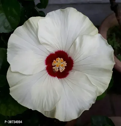 Ukanda Hibiscus Plant Hibiscus WhiteEW30019-thumb0